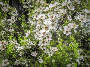 Mānuka Honey